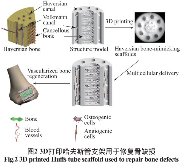 數(shù)字光處理生物3D打印技術(shù)在醫(yī)學上的應用發(fā)展